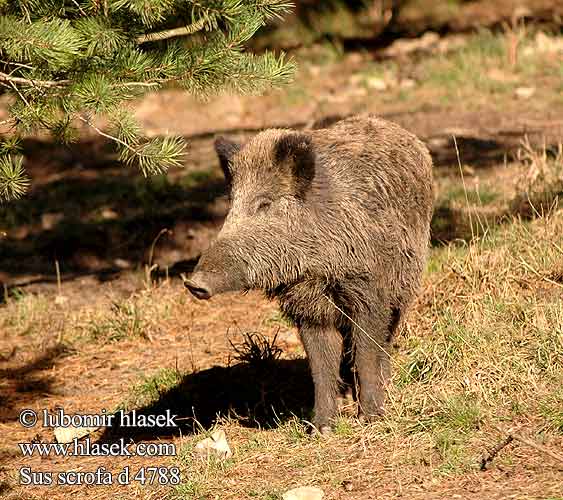 Wild Boar Sanglier Wildschwein Jabalí Prase divoké