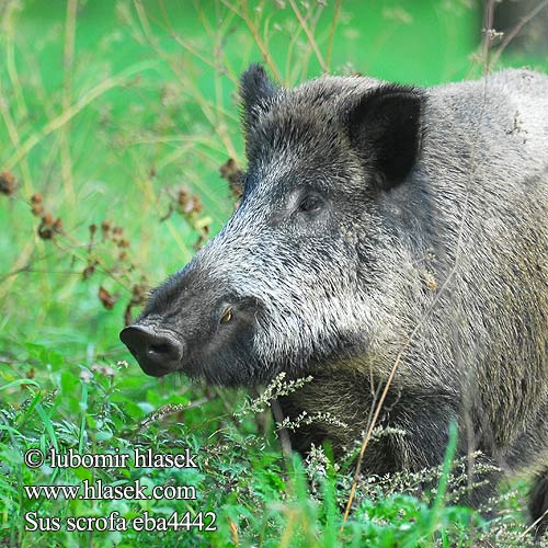 Divlja svinja Sus scrofa Wild Boar Sanglier Wildschwein