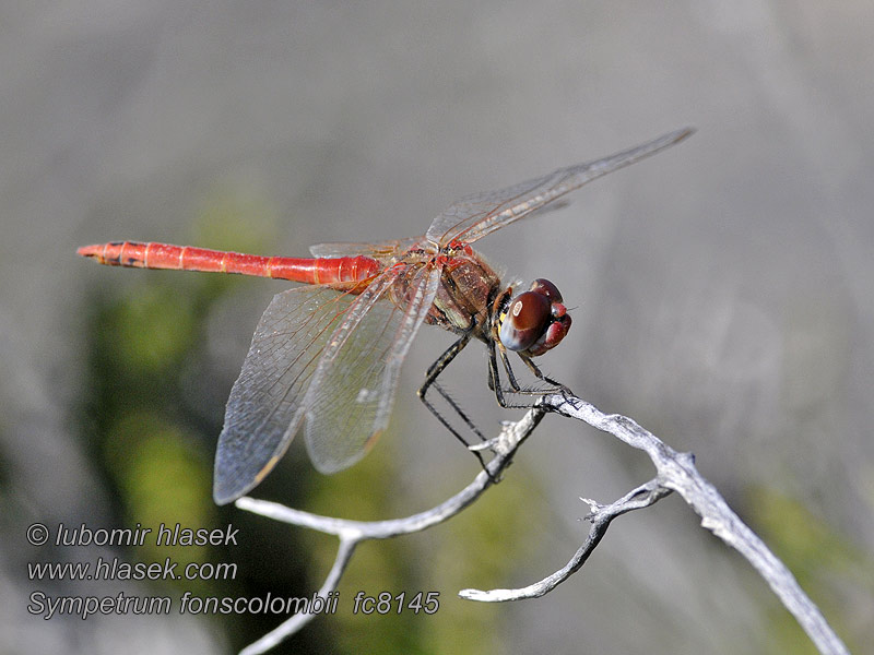 Sympetrum fonscolombei