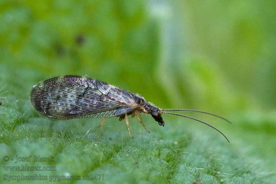 Sympherobius pygmaeus