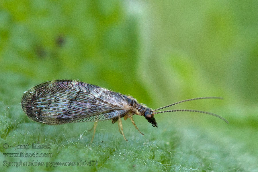 Sympherobius pygmaeus