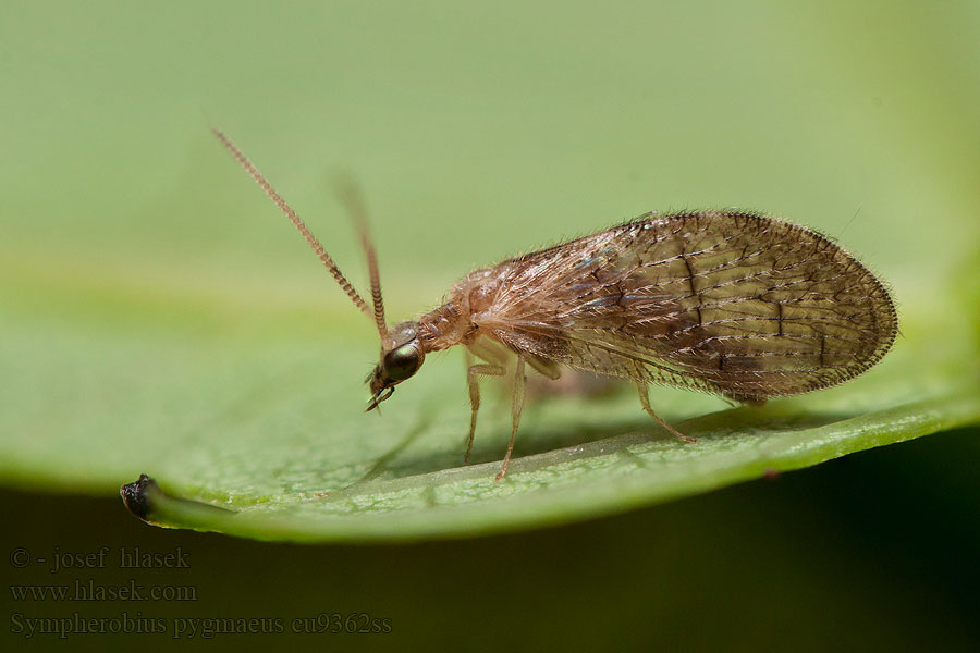 Sympherobius pygmaeus