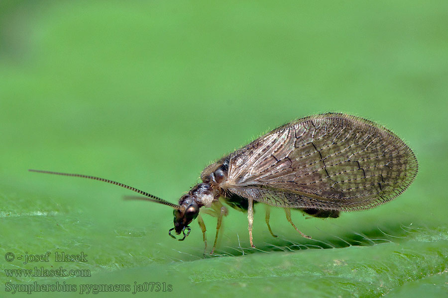 Sympherobius pygmaeus