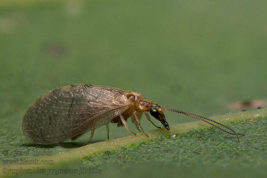 Sympherobius pygmaeus