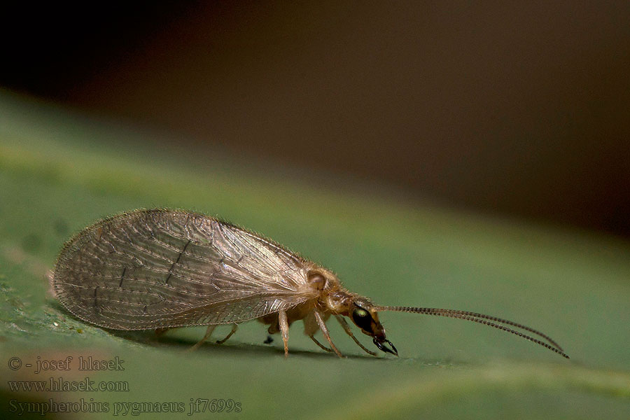 Sympherobius pygmaeus