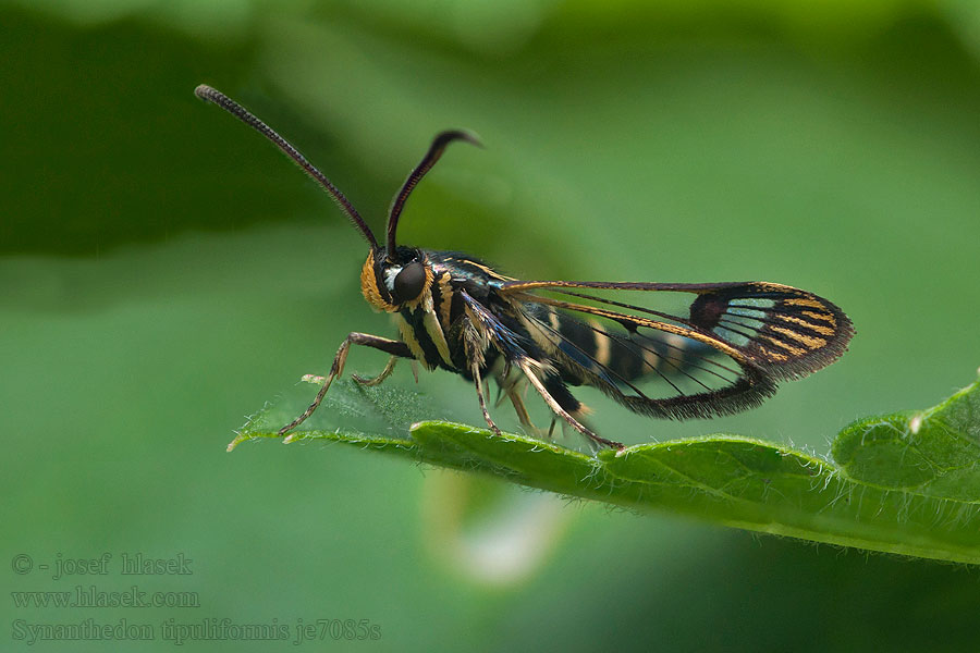 Currant Clearwing Synanthedon tipuliformis