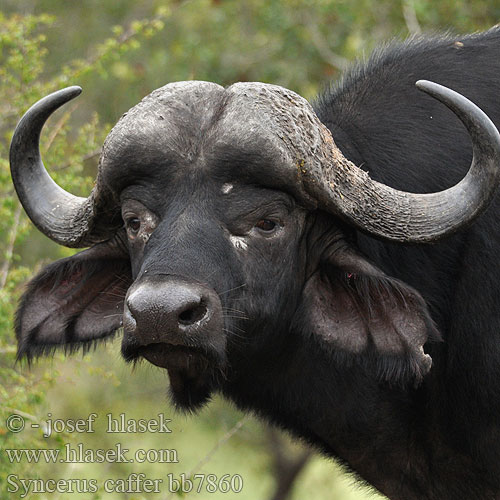 Búfalo cafre Африканський буйвол