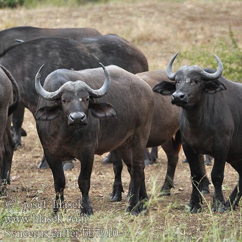 Афрички биво Kafferipuhveli Afrikansk buffel