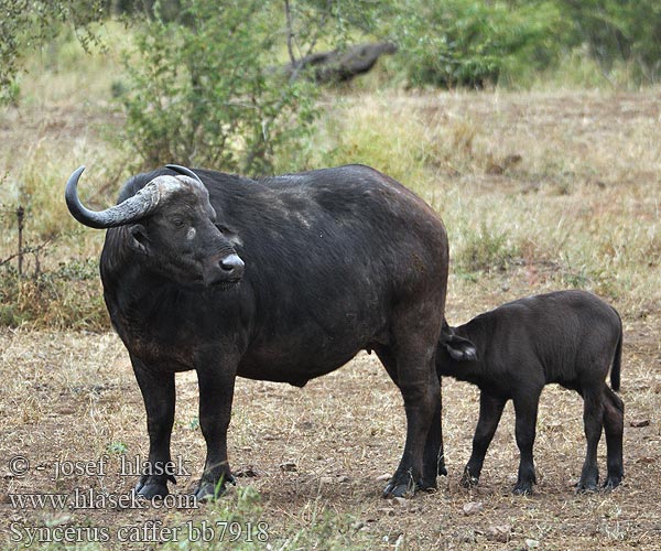 Kafferipuhveli Afrikansk buffel Afrika mandası