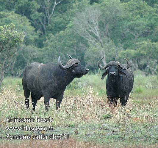 Afrikansk buffel Afrika mandası 非洲水牛