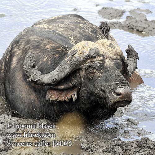 Syncerus caffer Cape Buffalo African Buffel