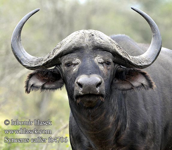 アフリカスイギュウ Bawół afrykański Búfalo africano