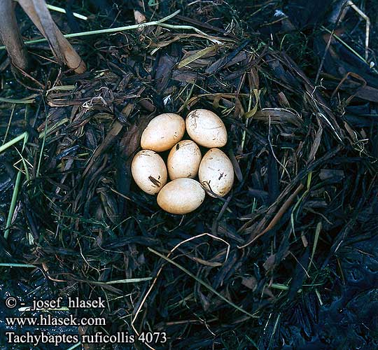 nest eggs Tachybaptus ruficollis Podiceps Little Grebe