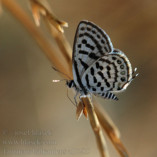 Azuré argolou Tarucus balkanicus balkanica Little tiger blue Balkan Pierrot Balkan Kaplanı Kelebek