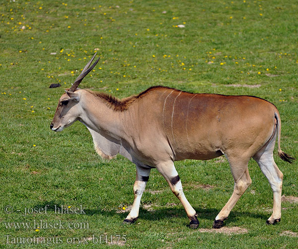 Taurotragus oryx bf4175