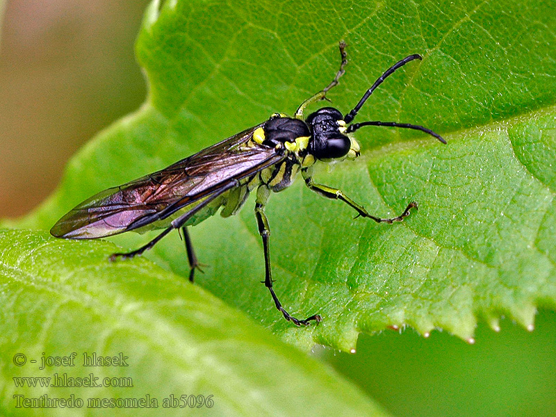 Tenthredo mesomela