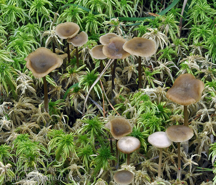Lyophyllum palustre Penízovka rašeliníková