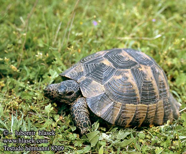 Testudo hermanni Griechische Landschildkröte Herman's Tortoise