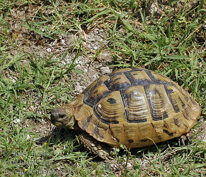 Grekisk landsköldpadda Testudo hermanni Griechische Landschildkröte Herman's Tortoise