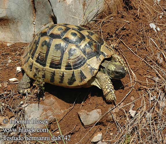 Grška kornjača Hermann Kaplumbağası Hakkında Trakya tosbagasi
