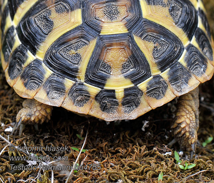 Griechische Landschildkröte Herman's Tortoise Testudo hermanni