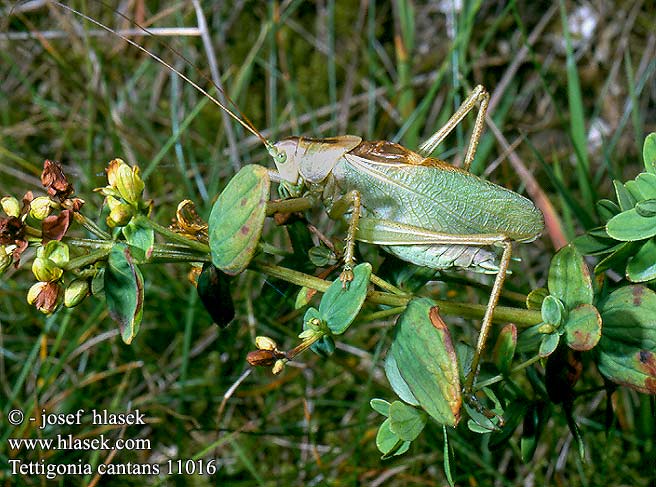 Tettigonia cantans Upland green bush-cricket Singing cricket