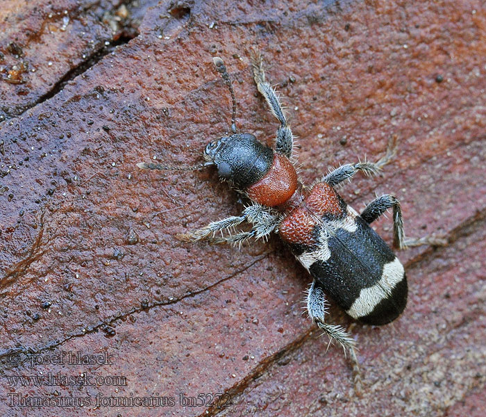 Pestrokrovečník mravenčí Muurahaiskuoriainen Ant beetle Stor maurbille Thanasimus formicarius