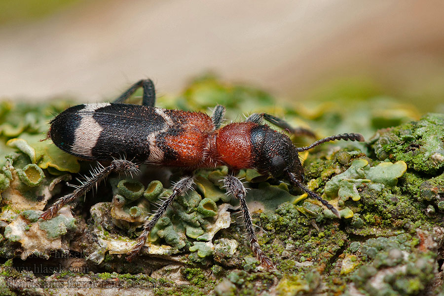 Ameisenbuntkäfer Ameisen Buntkäfer Stor maurbille Thanasimus formicarius