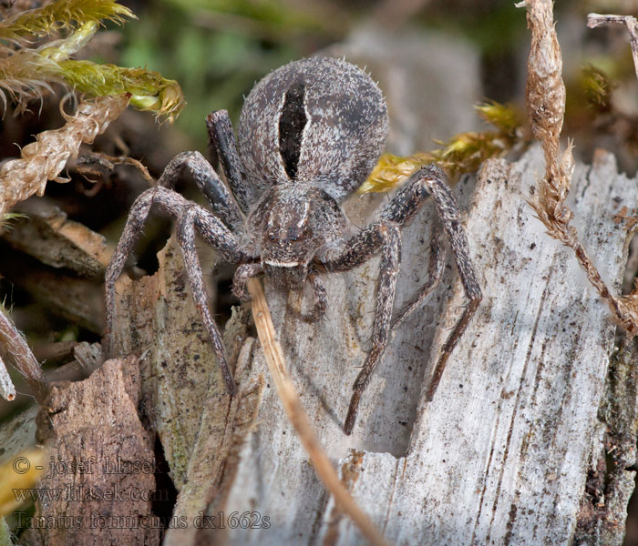 Thanatus formicinus