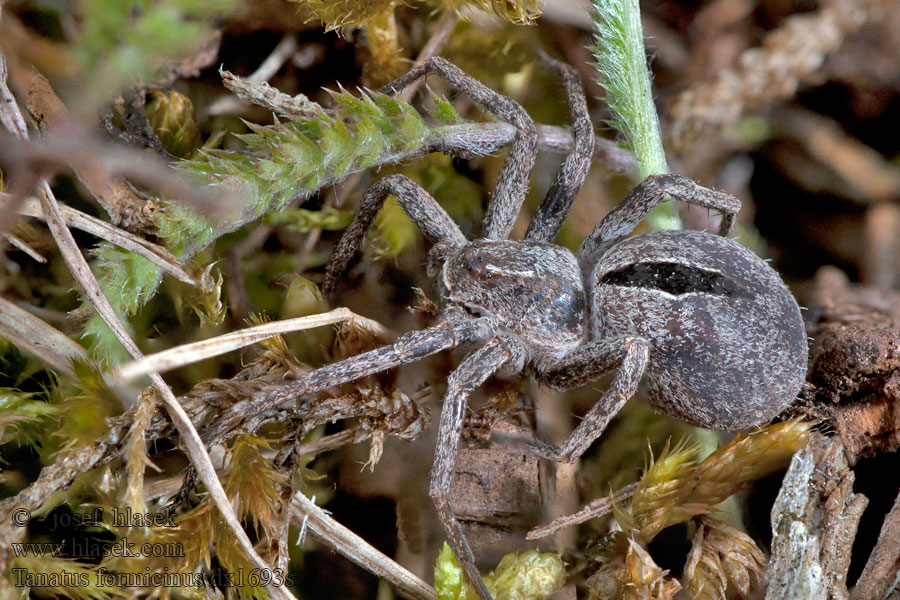 Thanatus formicinus