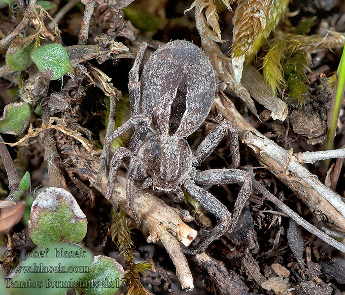 Thanatus formicinus