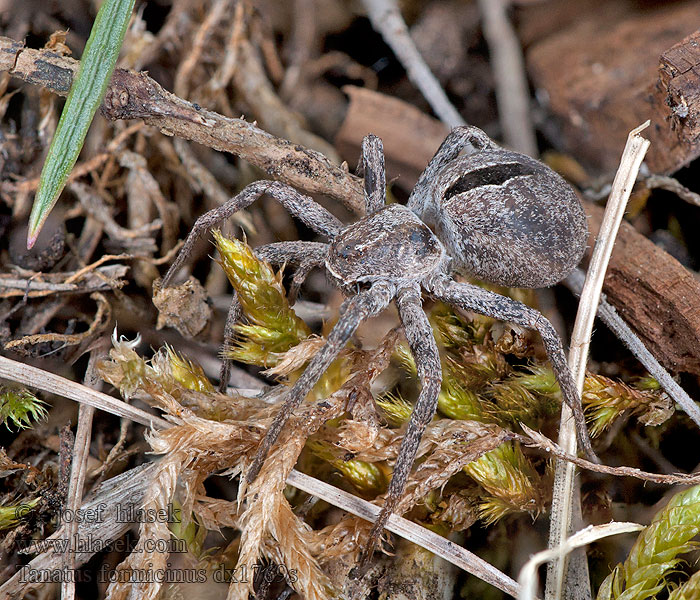 Thanatus formicinus