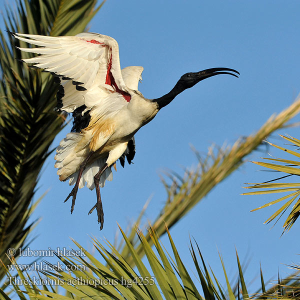 Threskiornis aethiopicus Ibis posvátný