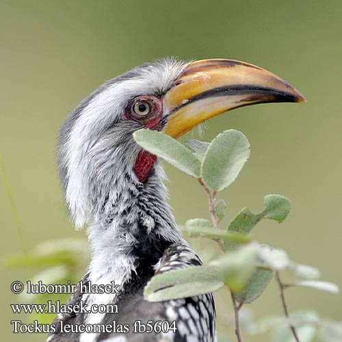 Tockus leucomelas SouthernYellow-billed Hornbill Kaffertoko