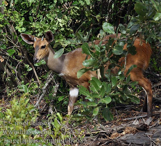 Bushbukk Skriftantilope Kirjoantilooppi Gazelle front roux