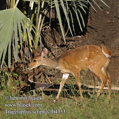 Aнтилопа гуиб Çalı antilobu Tragelaphus scriptus Bushbuck Harnessed Antelope Chobe