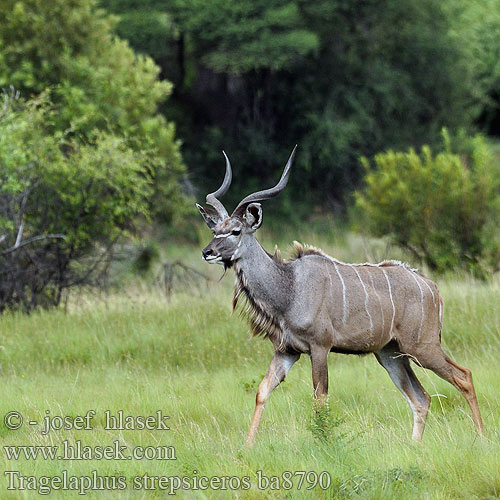 Tragelaphus strepsiceros Grote koedoe Greater kudu