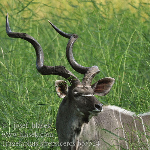 Більше kudu Tragelaphus strepsiceros Grote koedoe Greater kudu Kudu-greater