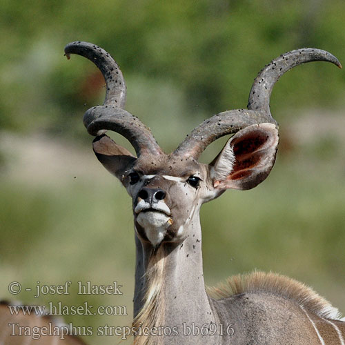 Grote koedoe Greater kudu Kudu-greater Stor kudu Isokudut Grand koudou Grote koedoe Cudu maggiore Nagy kudu