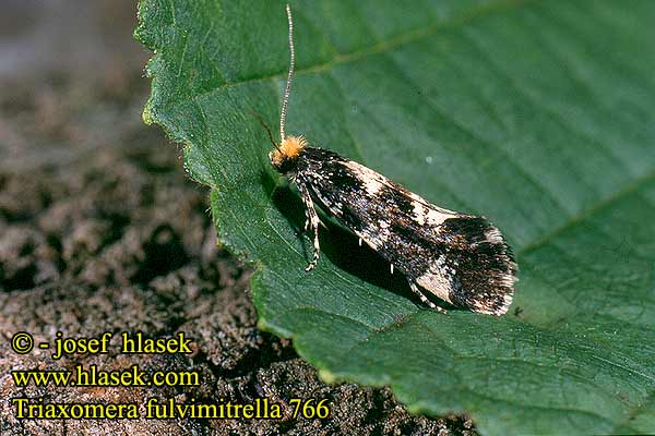 Triaxomera fulvimitrella Four-spotted clothes moth