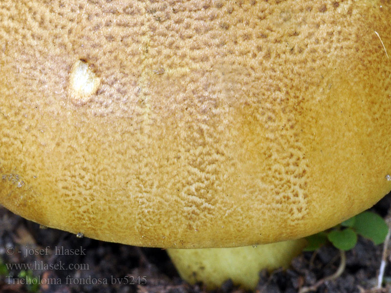 Tricholoma frondosae Gąska zielonka