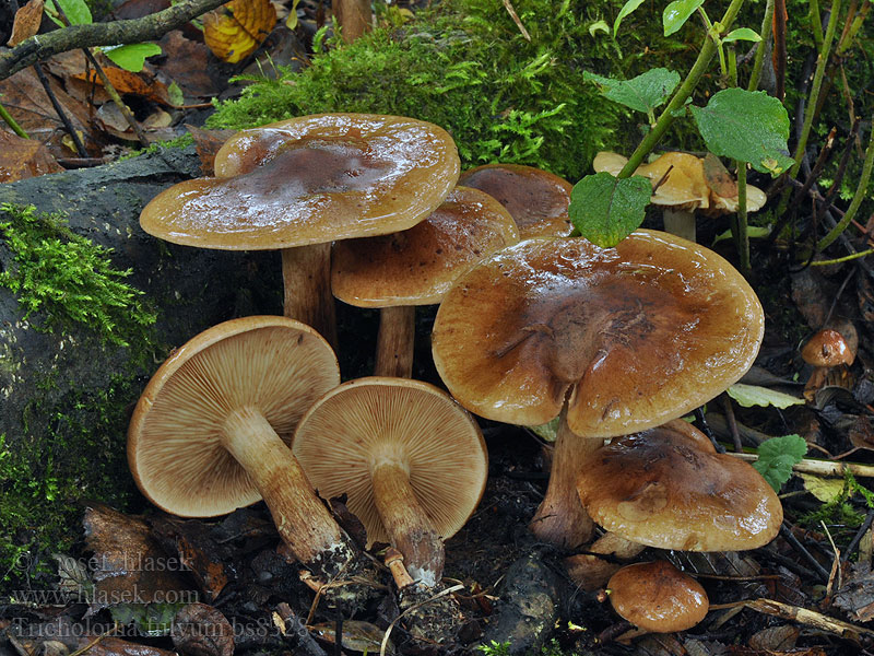 Birch Knight mushroom Tricholoma fulvum