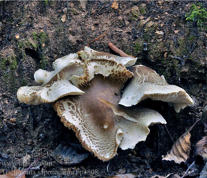 Tricholoma saponaceum Čirůvka mýdlová Seifen-Ritterling Zeepzwam
