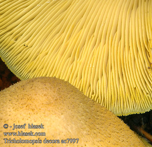 Tricholomopsis decora ac7997