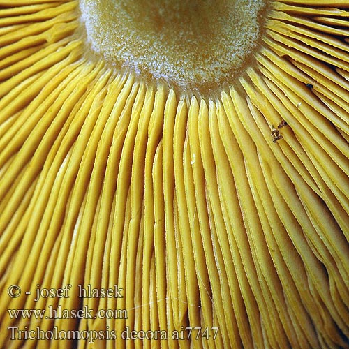 Tricholomopsis decora ai7747