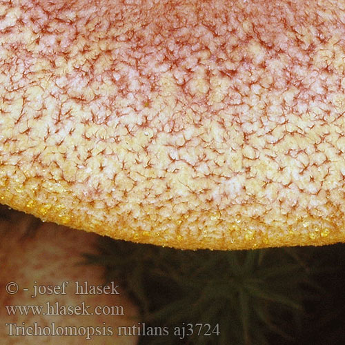Tricholomopsis rutilans aj3724