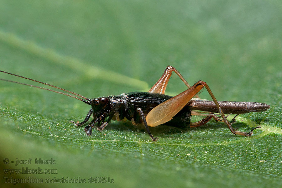 Trigonidium cicindeloides