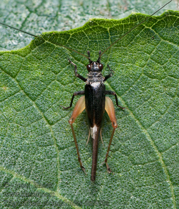 Trigonidium cicindeloides