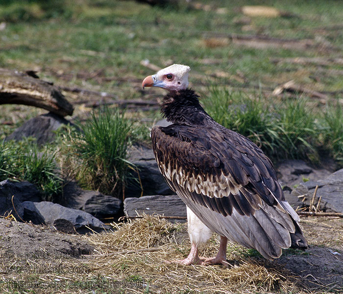 Sup chocholatý Trigonoceps occipitalis White-headed Vulture Wollkopfgeier Hvidhovedet