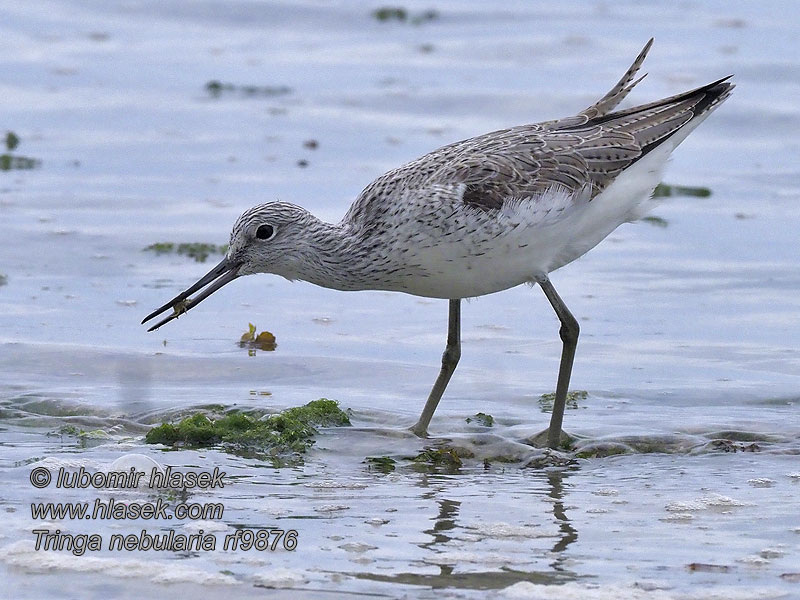 Common Greenshank Hvidklire Valkoviklo Chevalier aboyeur Tringa nebularia